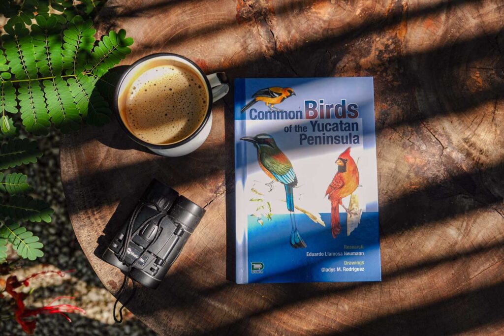 Birdwatching Galopina Yucatan